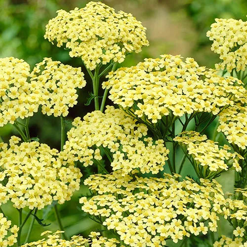 Achillea 'Sunny Seduction'