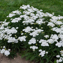Load image into Gallery viewer, Achillea &#39;Firefly Diamond&#39;
