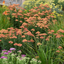 Load image into Gallery viewer, Achillea &#39;Firefly Peach Sky&#39;
