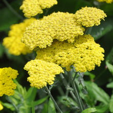 Load image into Gallery viewer, Achillea &#39;Moonshine&#39;

