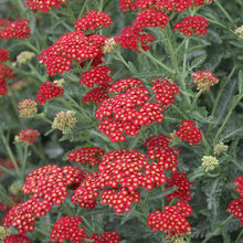 Load image into Gallery viewer, Achillea &#39;Sangria&#39;
