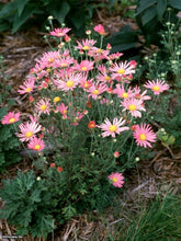 Load image into Gallery viewer, Chrysanthemum &#39;Clara Curtis&#39;
