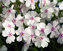 Load image into Gallery viewer, Phlox &#39;Amazing Grace&#39;
