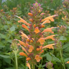 Load image into Gallery viewer, Agastache &#39;Kudos Gold&#39;
