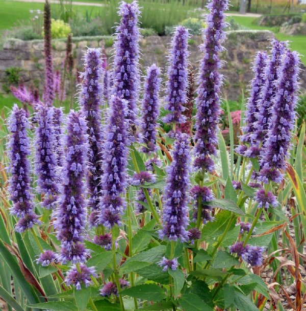 Agastache 'Black Adder'