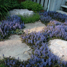 Load image into Gallery viewer, Ajuga &#39;Chocolate Chip&#39;
