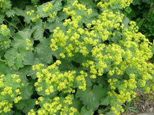 Load image into Gallery viewer, Alchemilla &#39;Auslese&#39;
