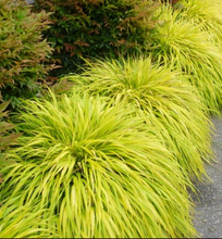 Load image into Gallery viewer, Hakonechloa &#39;All Gold&#39;

