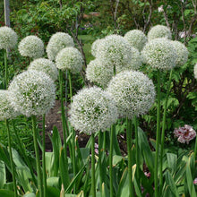 Load image into Gallery viewer, Allium &#39;Mount Everest&#39;

