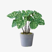 Load image into Gallery viewer, Alocasia &#39;Hilo Beauty&#39;
