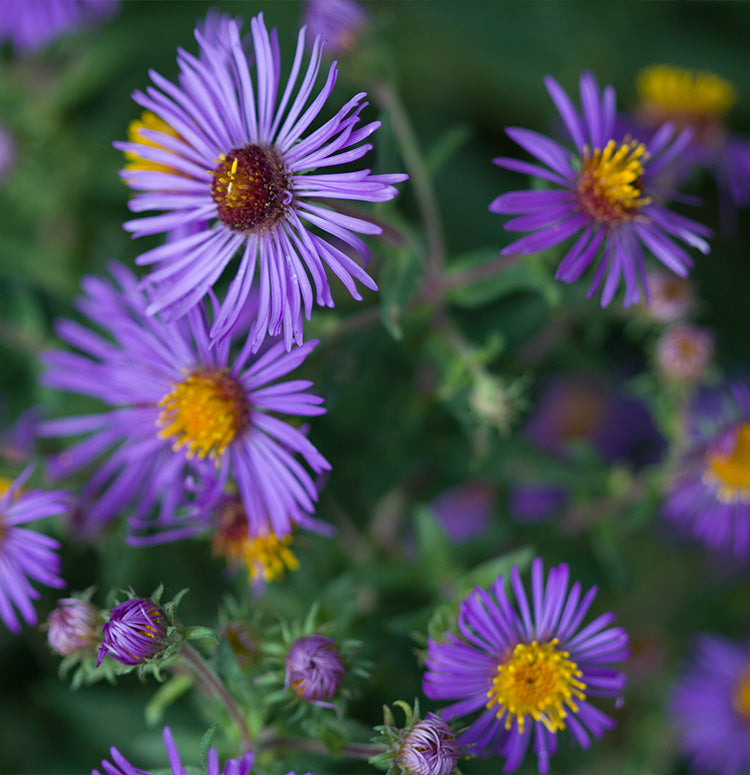 Aster 'Wood's Purple'