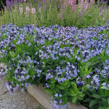 Load image into Gallery viewer, Amsonia &#39;Blue Ice&#39;
