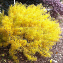 Load image into Gallery viewer, Amsonia &#39;Butterscotch&#39;
