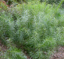 Load image into Gallery viewer, Amsonia &#39;Butterscotch&#39;
