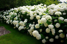 Load image into Gallery viewer, Hydrangea &#39;Annabelle&#39;
