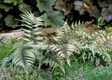Load image into Gallery viewer, Fern &#39;Japanese Painted&#39;
