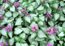 Load image into Gallery viewer, Lamium &#39;Orchid Frost&#39;
