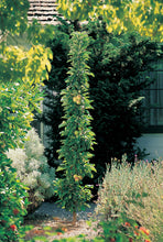 Load image into Gallery viewer, Colonnade® &#39;Golden Sentinel&#39; Columnar Apple Tree
