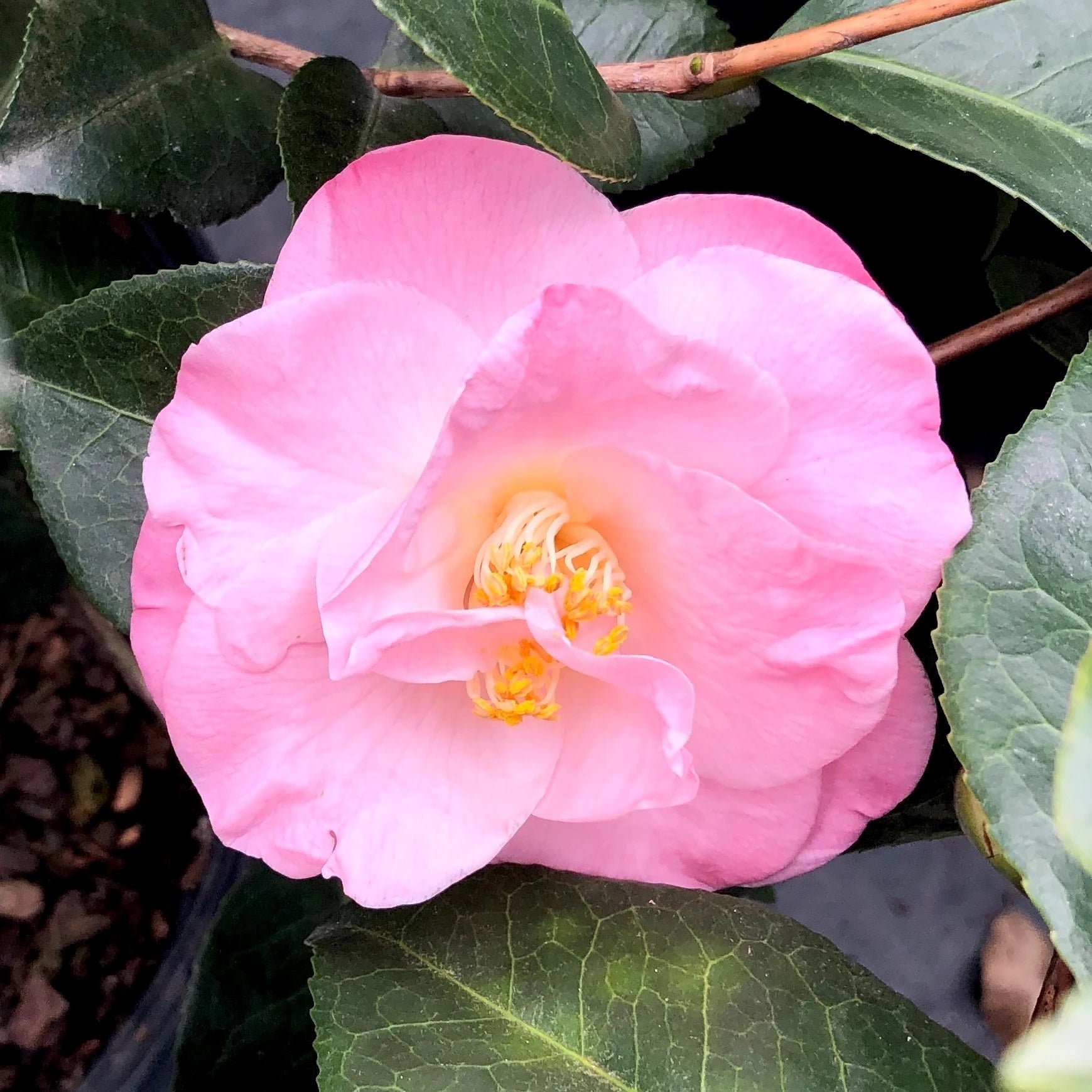 Camellia 'April Remembered'