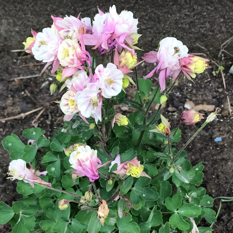 Pull discount columbine rose