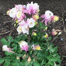 Load image into Gallery viewer, Aquilegia 'Winky Double Rose-White'
