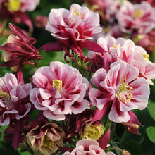 Load image into Gallery viewer, Aquilegia &#39;Winky Double Red-White&#39;
