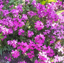 Load image into Gallery viewer, Arabis 'Spring Charm'
