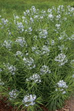Load image into Gallery viewer, Amsonia &#39;Butterscotch&#39;
