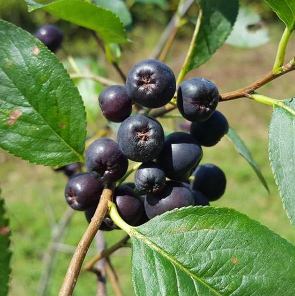 Black Chokeberry