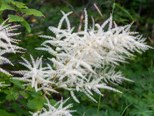 Load image into Gallery viewer, Aruncus dioicus
