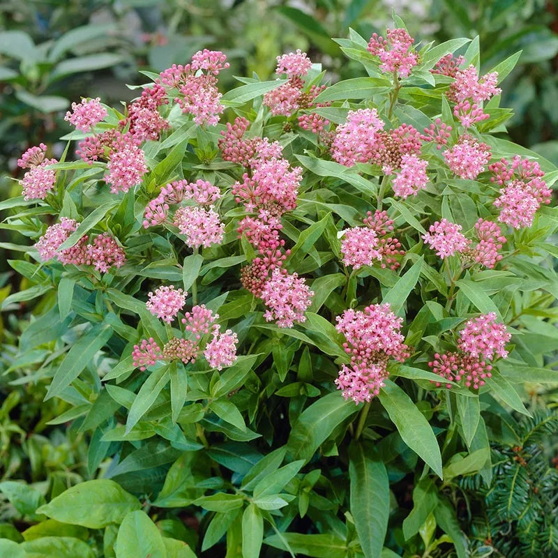 Asclepias 'Cinderella' (Milkweed)