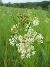 Load image into Gallery viewer, Asclepias verticillata (Whorled Milkweed)
