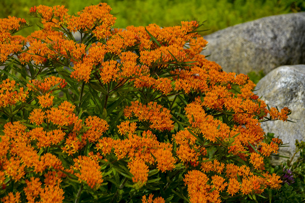 Asclepias tuberosa (Butterfly Weed)