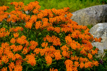 Load image into Gallery viewer, Asclepias tuberosa (Butterfly Weed)
