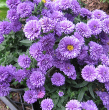 Load image into Gallery viewer, Annual Aster - 6&quot;
