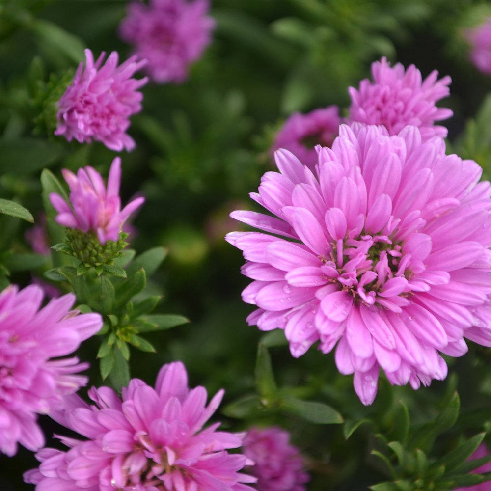 Annual Aster- 9