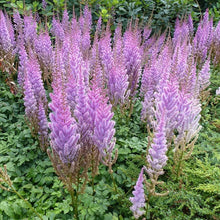 Load image into Gallery viewer, Astilbe &#39;Pumila&#39;
