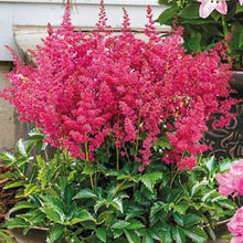 Load image into Gallery viewer, Astilbe &#39;Younique™ Ruby Red&#39;
