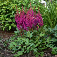 Load image into Gallery viewer, Astilbe 'Vision in Red'
