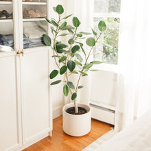 Load image into Gallery viewer, Ficus altissima
