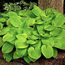 Load image into Gallery viewer, Hosta 'August Moon'
