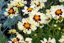 Load image into Gallery viewer, Coreopsis &#39;Uptick™ Cream &amp; Red&#39;
