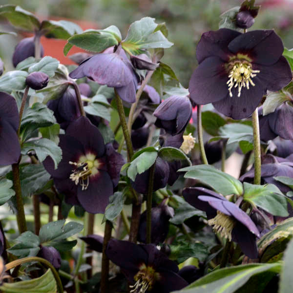 Helleborus Honeymoon™ 'New York Night'