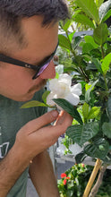Load and play video in Gallery viewer, Gardenia Topiary Tree
