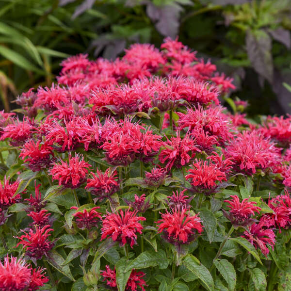 Monarda 'Cherry Pops'