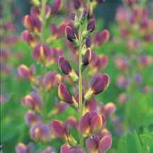 Load image into Gallery viewer, Baptisia &#39;Twilite Prairie Blues&#39;
