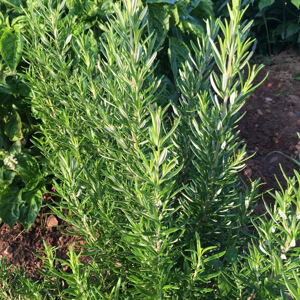 Fall Herb - Rosemary 'Barbecue'