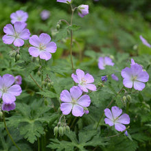 Load image into Gallery viewer, Geranium maculatum
