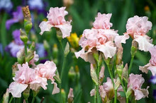Load image into Gallery viewer, German Iris &#39;I Pink I Can&#39;
