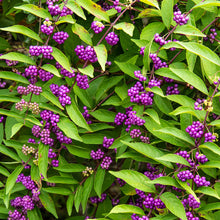 Load image into Gallery viewer, Callicarpa &quot;Early Amethyst&quot;
